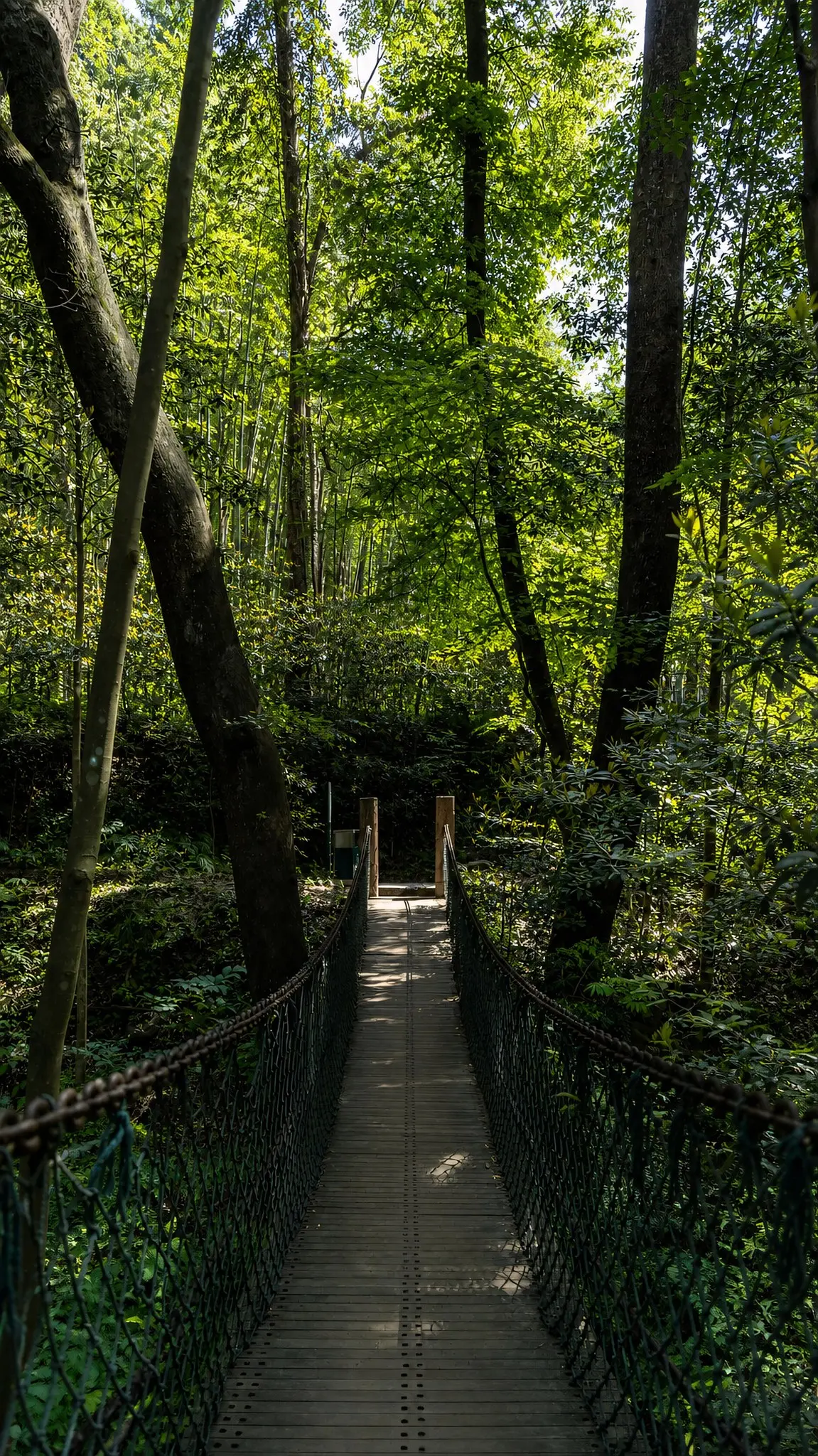Yunqi Bamboo Path